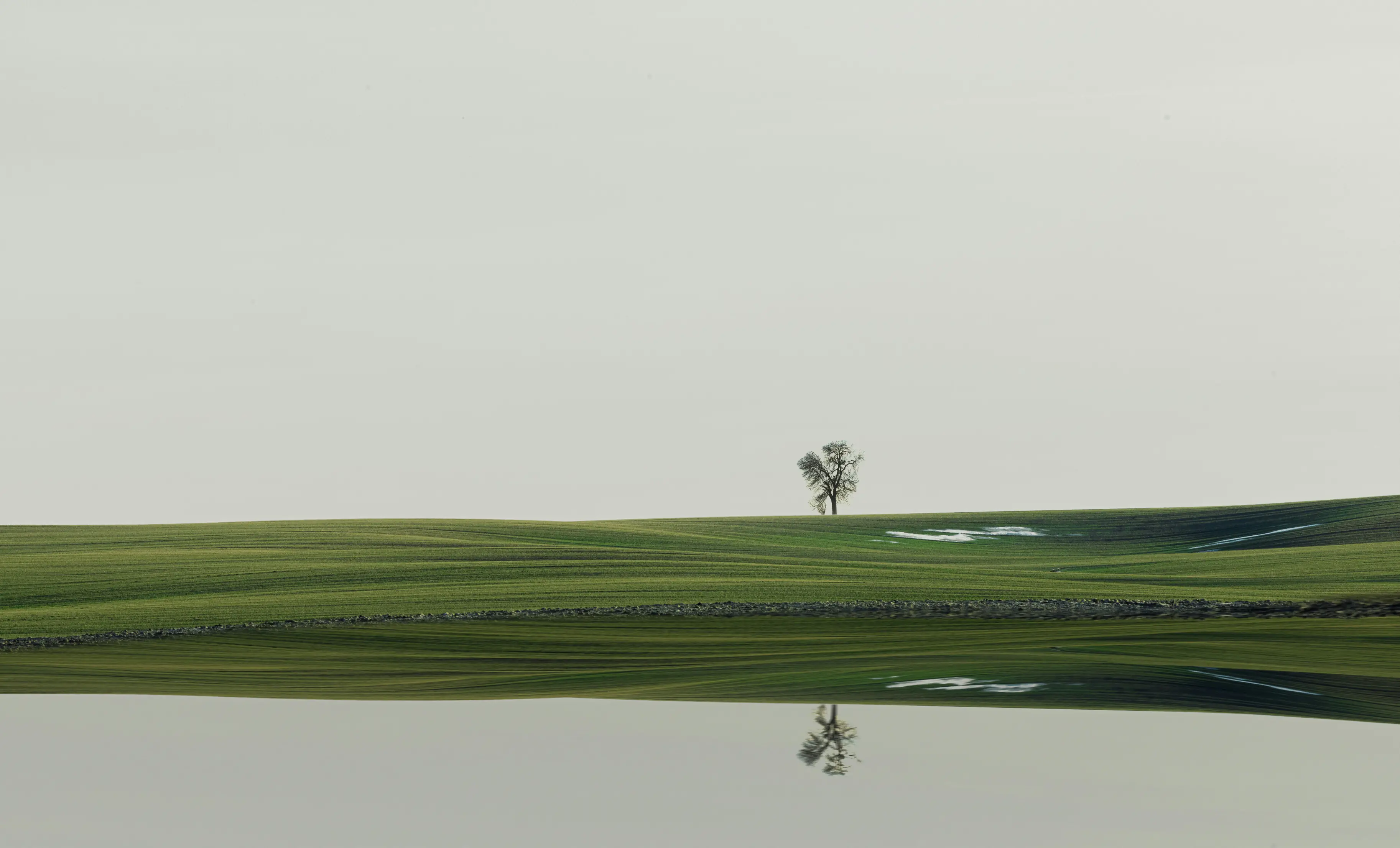 A lone tree on a green field reflected in still water